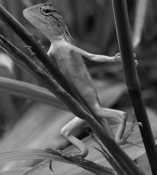 bw-color-11