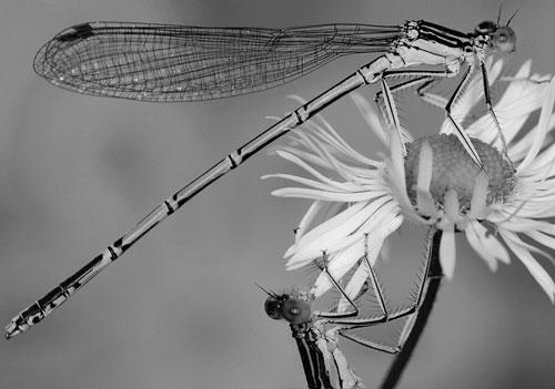 bw-color-28