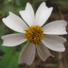 tournesol3004