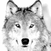 L_wolf