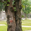 nguyenthang_hau
