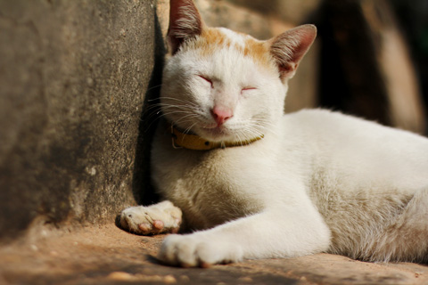 Canon EOS 60D