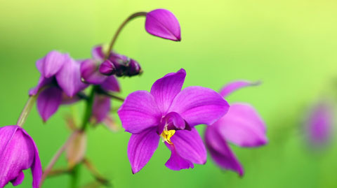 sony NEX5