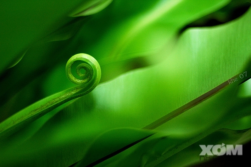 Xanh..