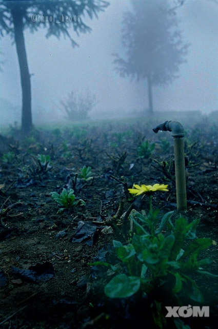 Sapa trong sương