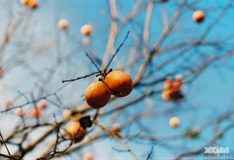Vườn Hồng