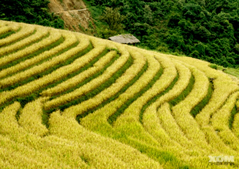 Ruộng bậc thang